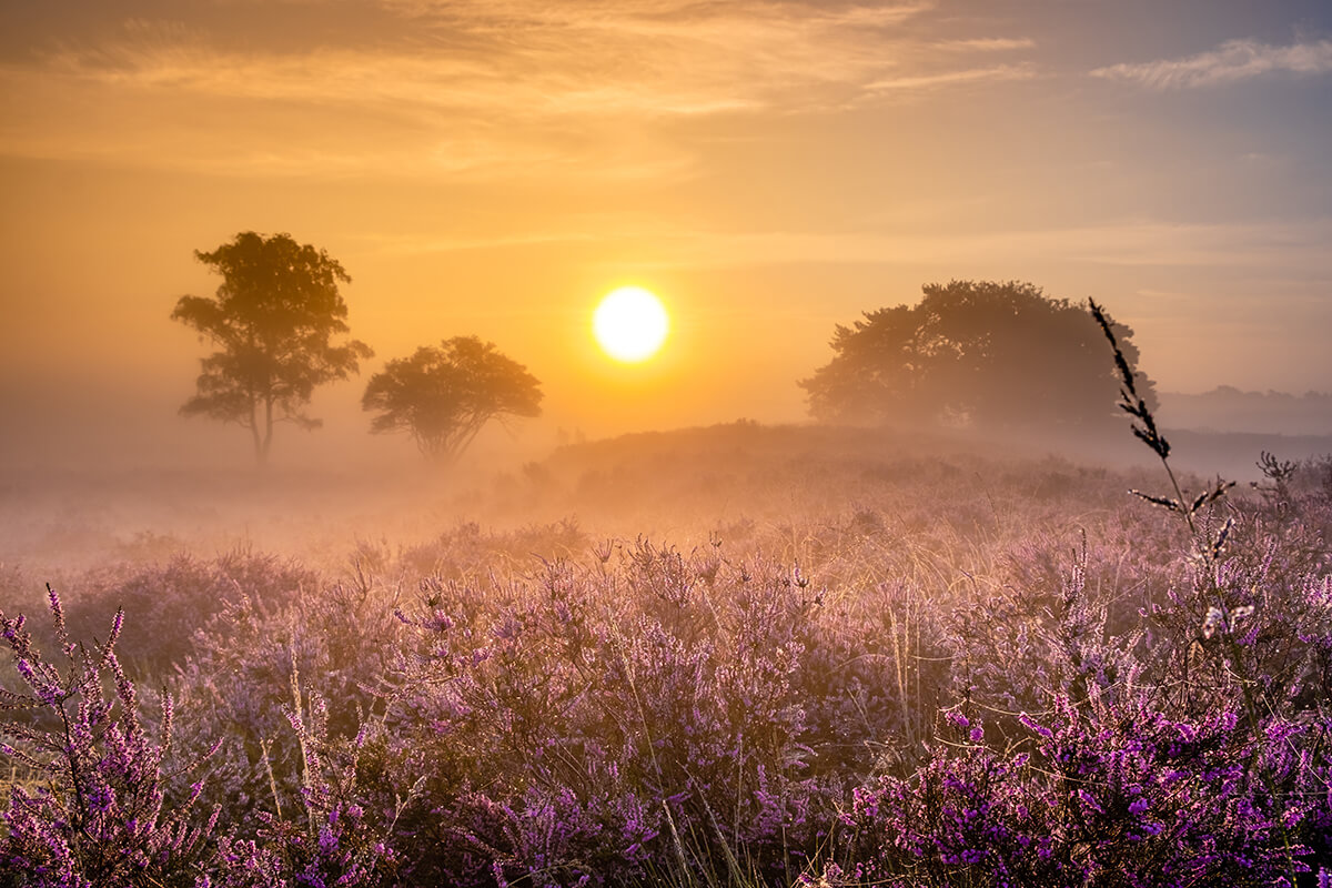 Zonsopkomst in de Veluwe